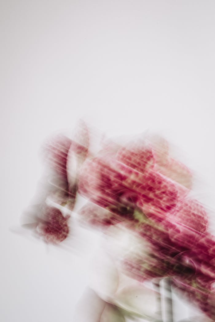 contact-img Blurred image of pink orchids with motion effect, creating a dreamy, artistic look against a white background.